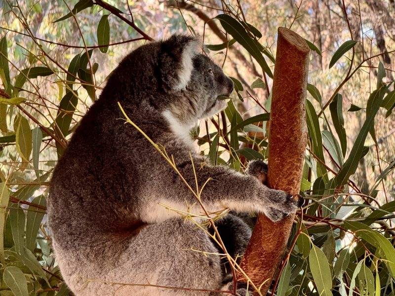 Koala cerca de Perth