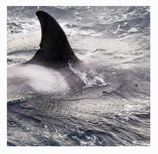 Aleta dorsal de orca emergiendo en las aguas de la Antártida