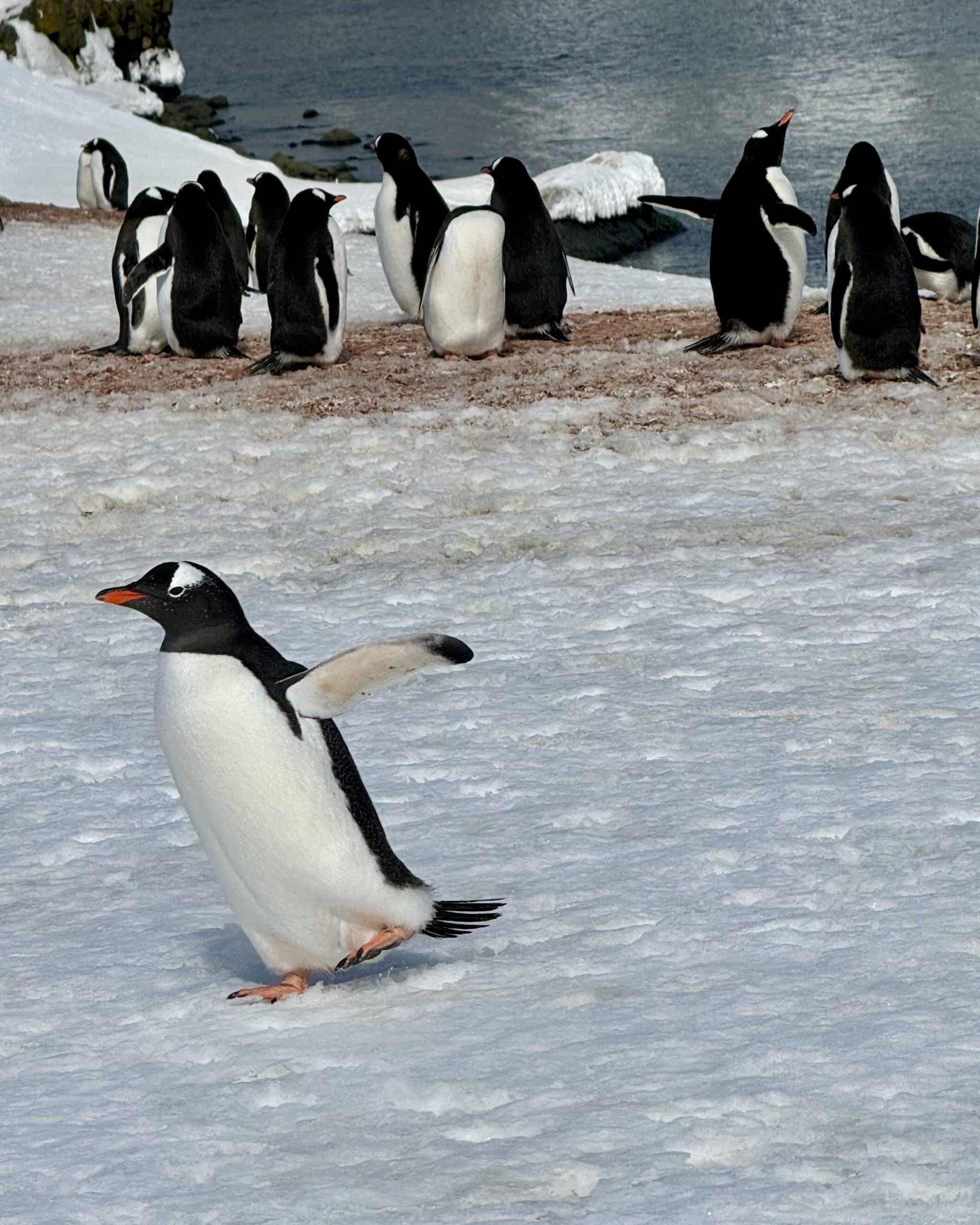 Pingüino en primer plano con grupo de pingüinos al fondo en la Antártida