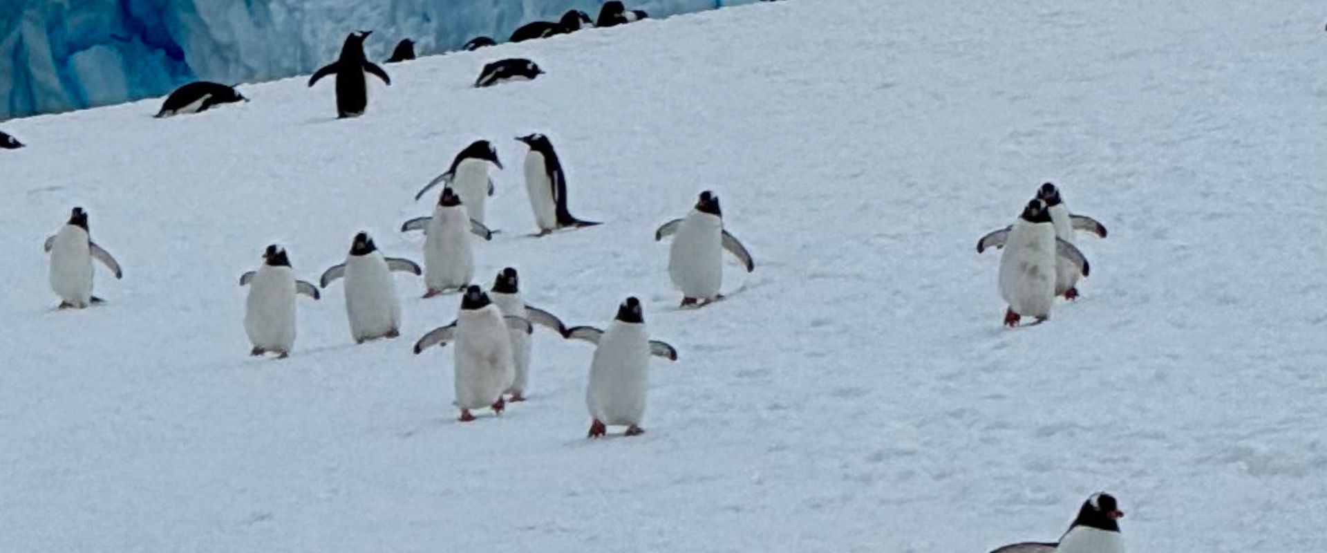 Colonia de pingüinos caminando en la Antártida — glosario de la Antártida de Traveldestino