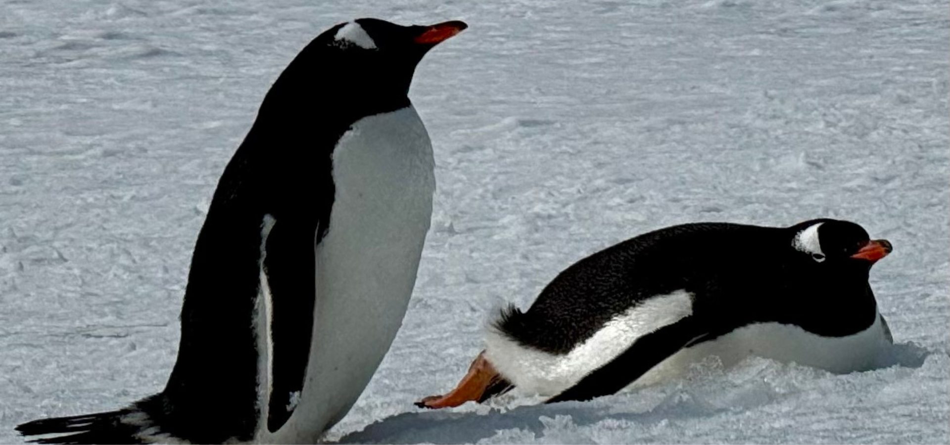 Dos pingüinos papúa en la Antártida
